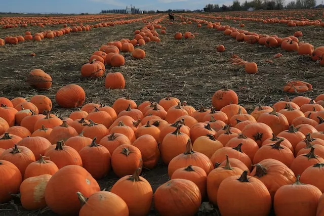 a large field full of pumpkins with a sky in the background - American Holidays (Halloween Day)